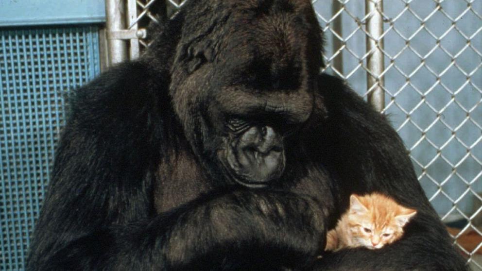 Koko The Gorilla Who Spoke With Sign Language Has Died At 46